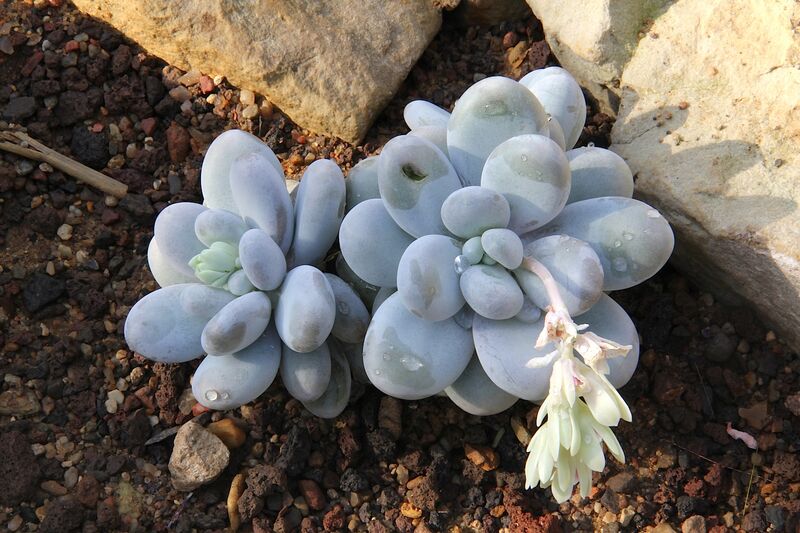 Pachyphytum plant
