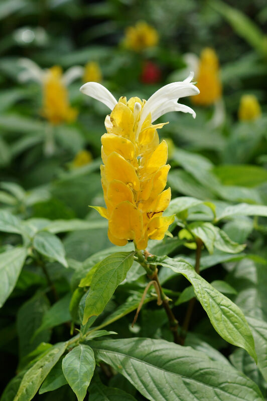 Pachystachys plant