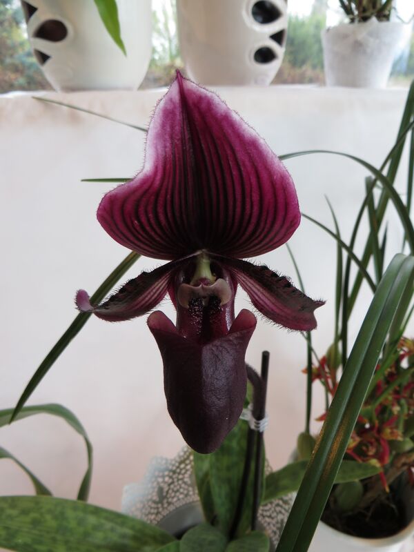 Paphiopedilum plant