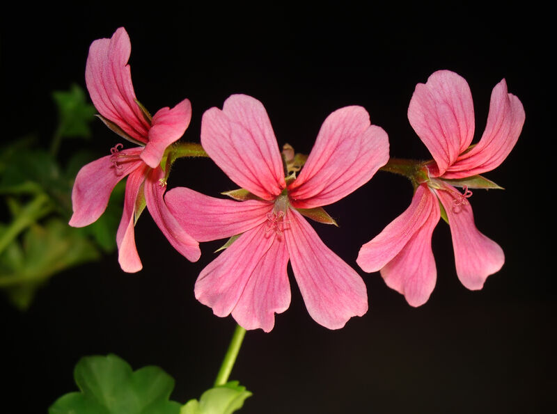 Pelargonium plant