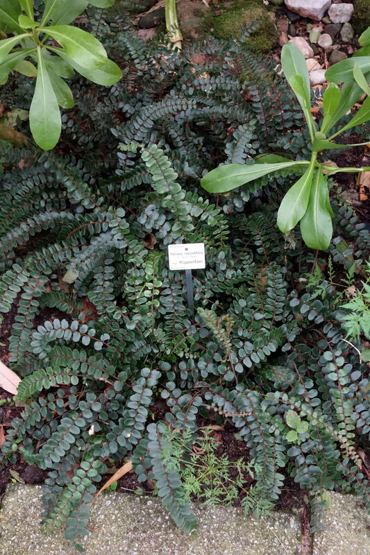 Pellaea plant
