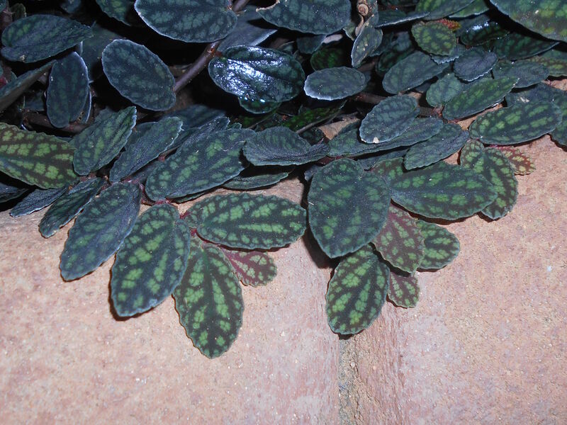 Pellionia plant