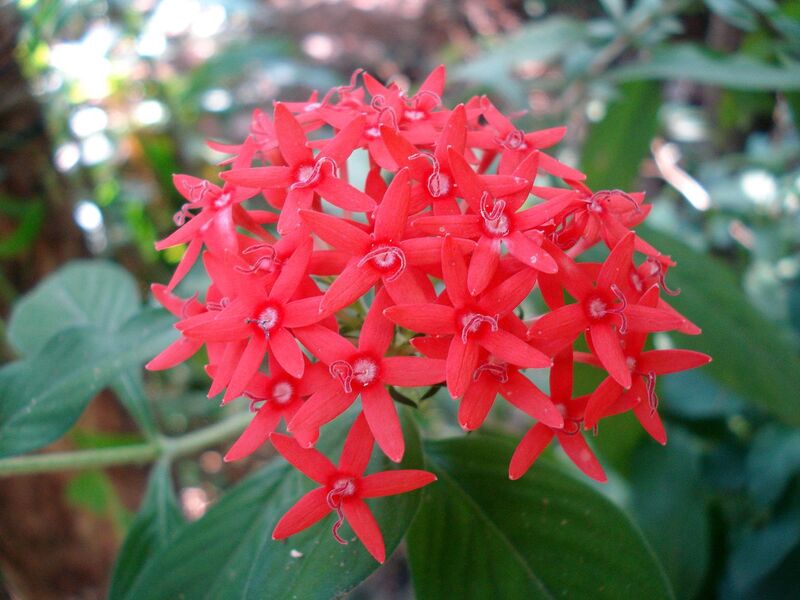 Pentas plant