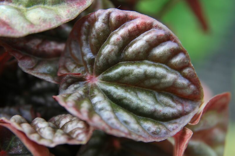 Peperomia plant