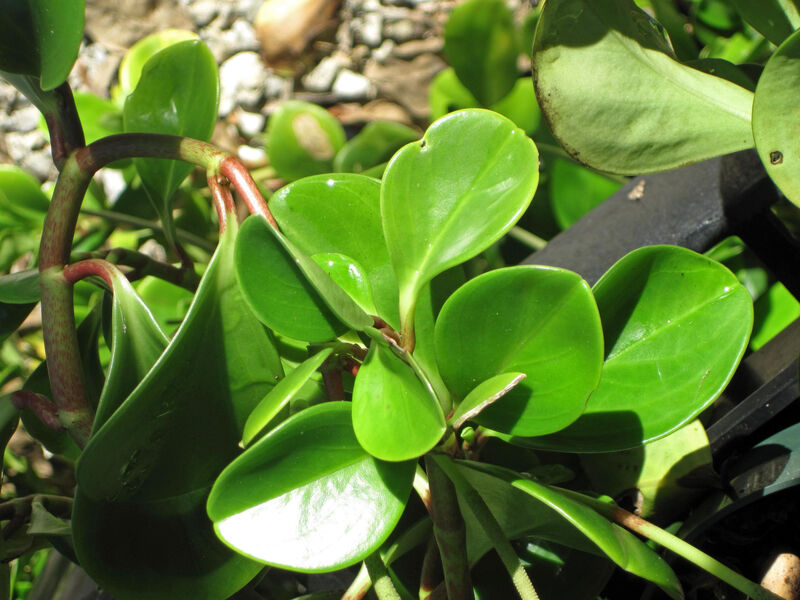 Peperomia obtusifolia Baby Rubber Tree with glossy, rounded dark green leaves