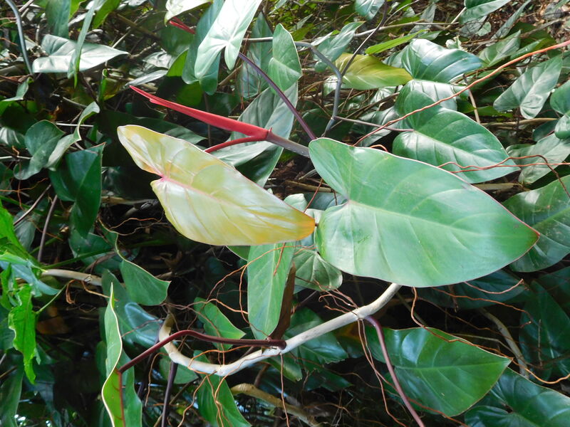 Philodendron plant