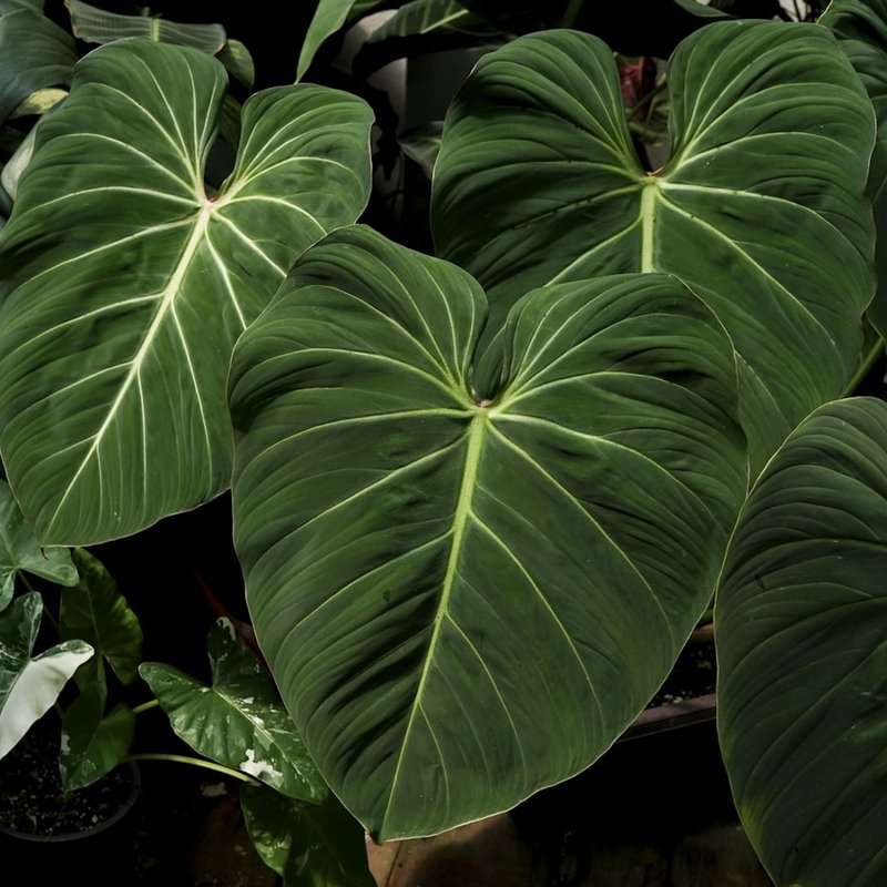 Philodendron Gloriosum