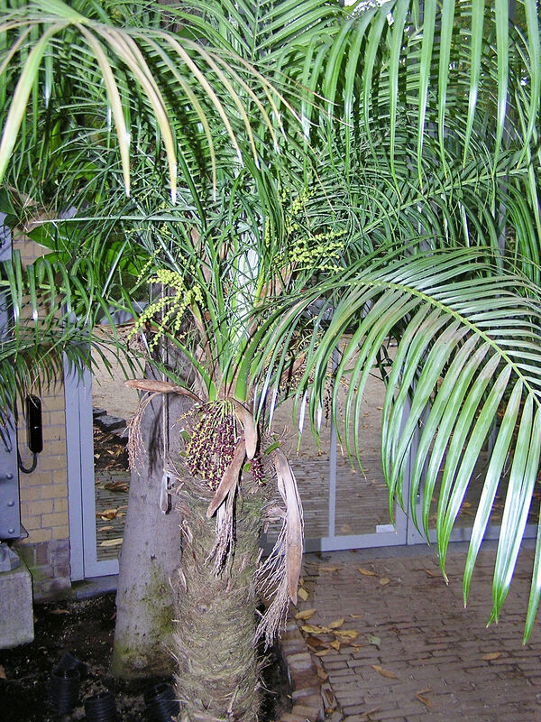 Phoenix plant