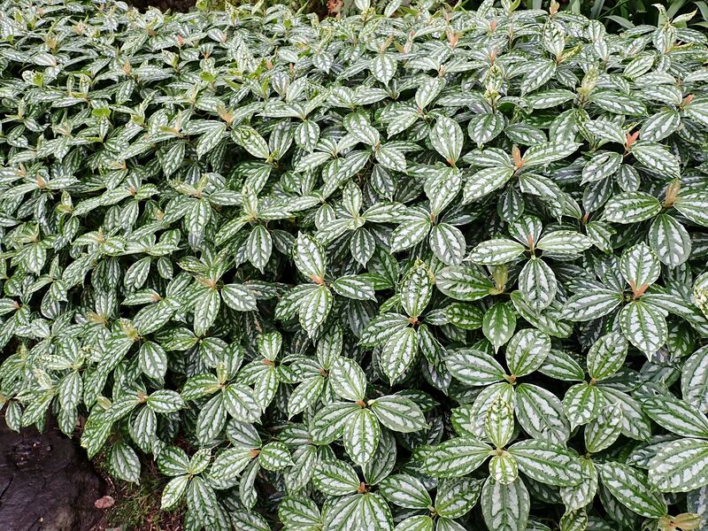 Pilea plant