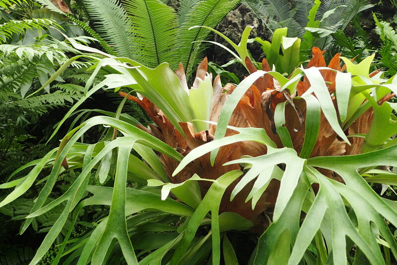 Platycerium plant