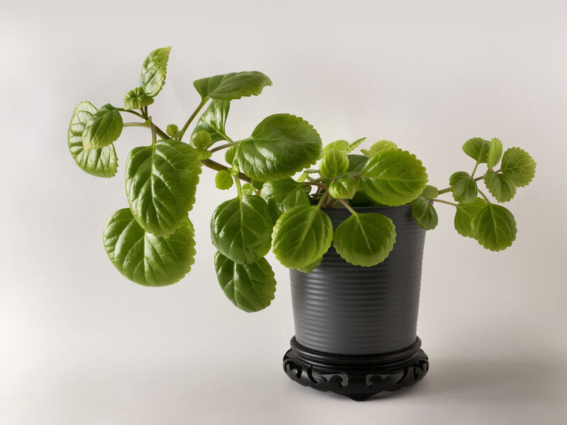 Plectranthus plant