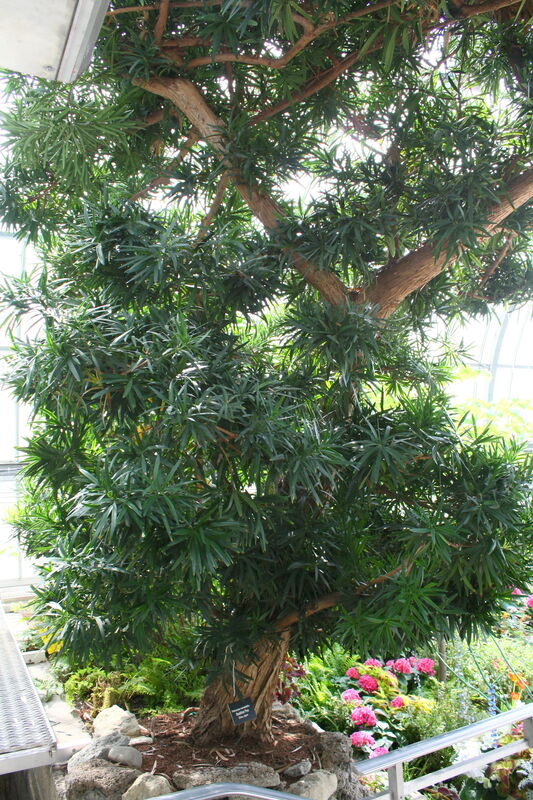 Podocarpus plant