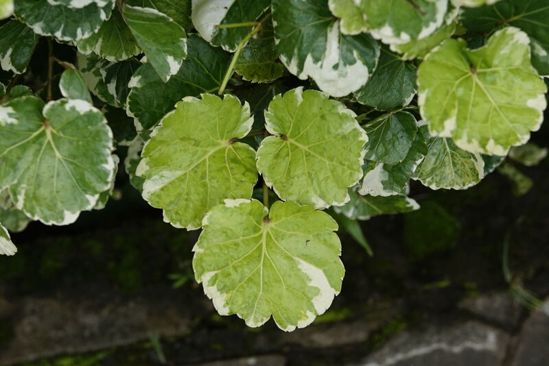 Polyscias plant