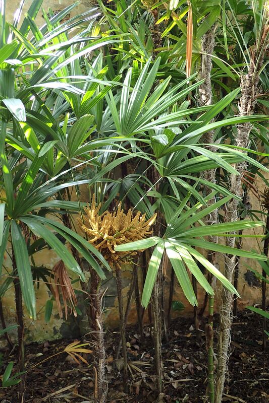Rhapis plant