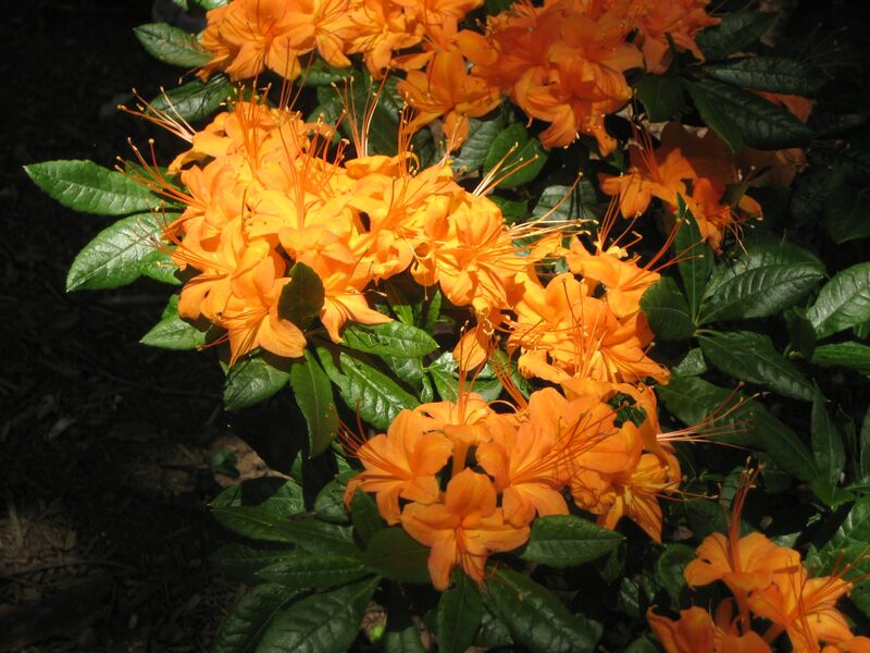 Rhododendron plant