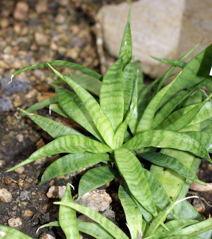 Sansevieria plant