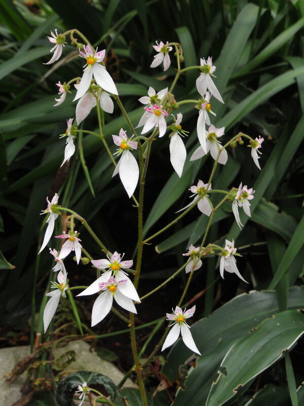 Saxifraga plant