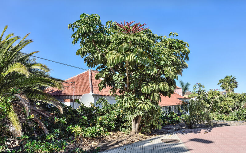 Schefflera plant