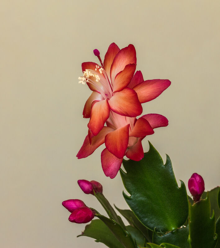 Schlumbergera plant