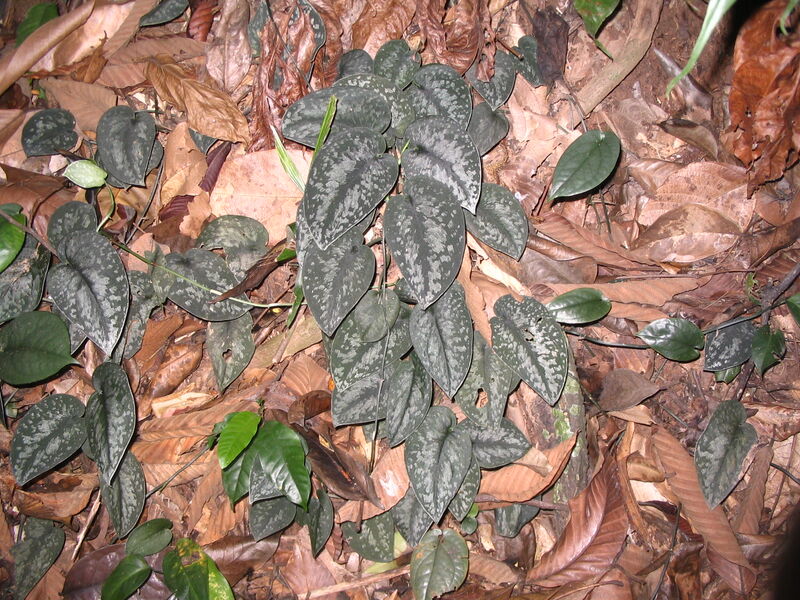 Scindapsus plant