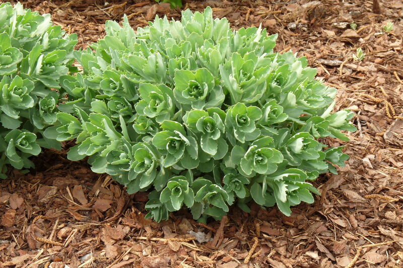 Sedum plant