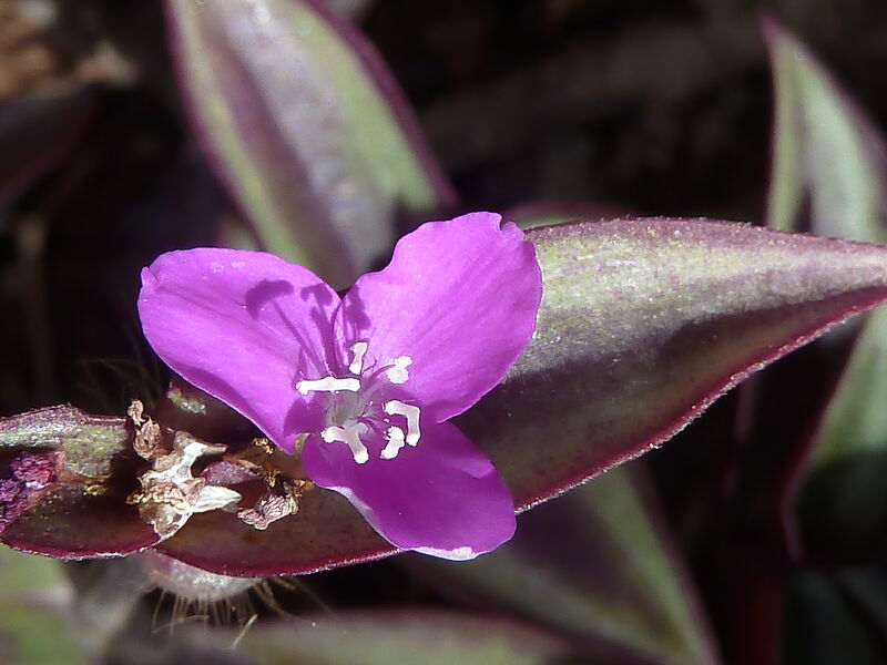 Setcreasea plant