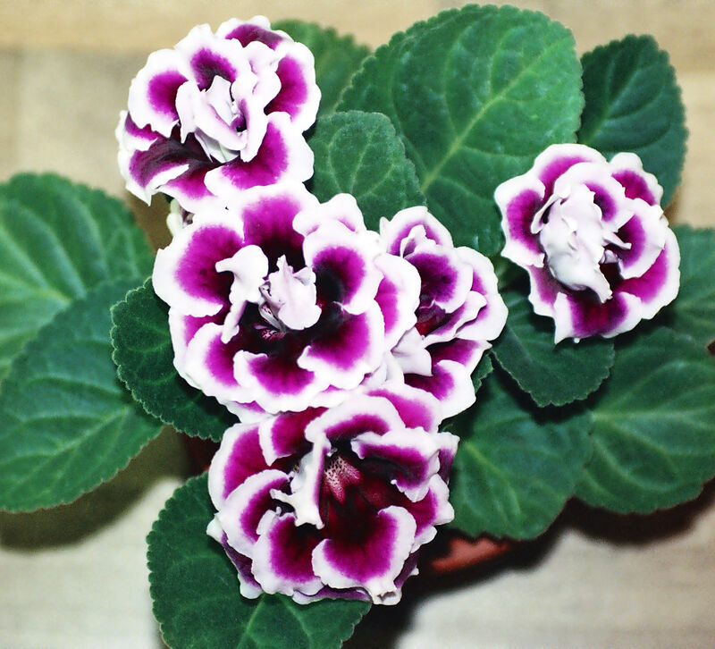 Sinningia plant