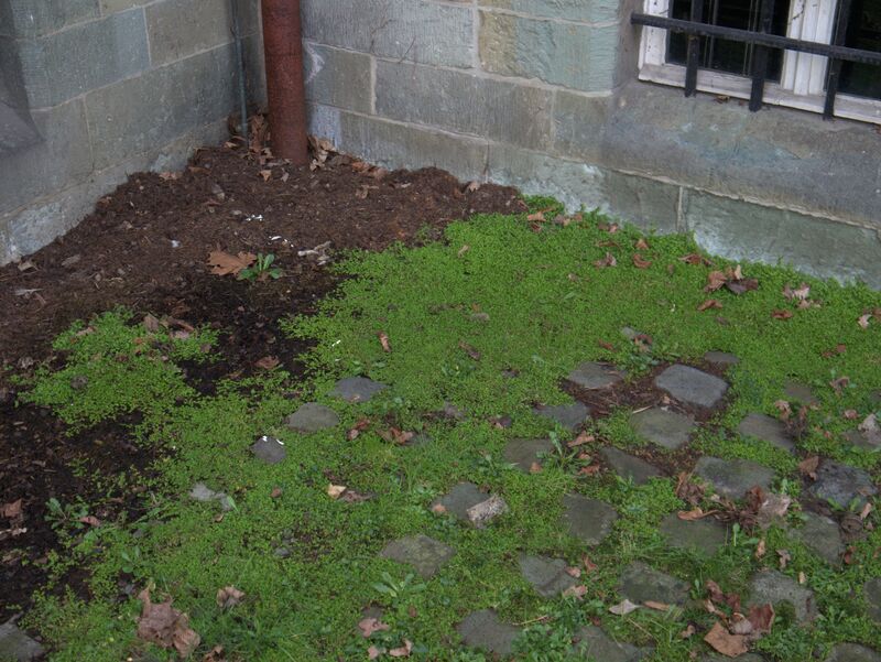 Soleirolia plant