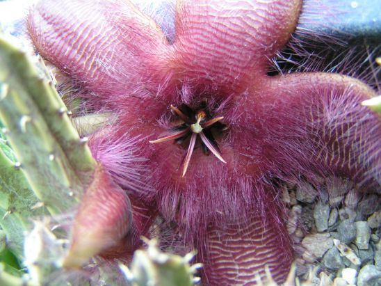 Stapelia plant