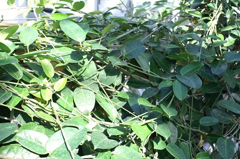 Stephanotis plant
