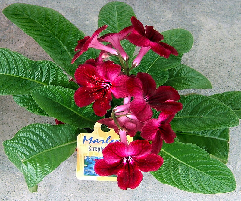 Streptocarpus plant
