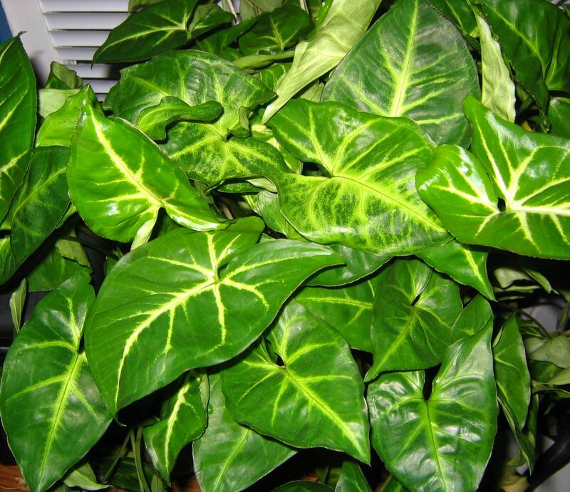 Syngonium plant