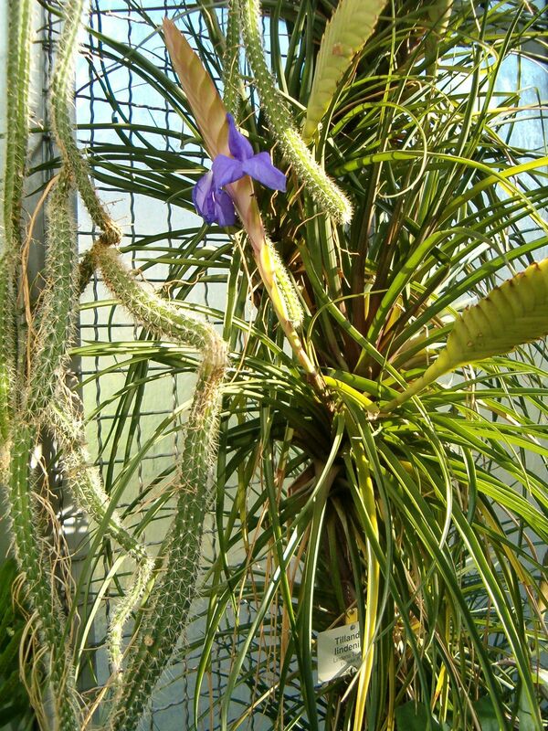 Tillandsia plant