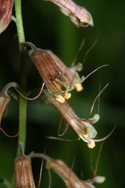 Tolmiea plant