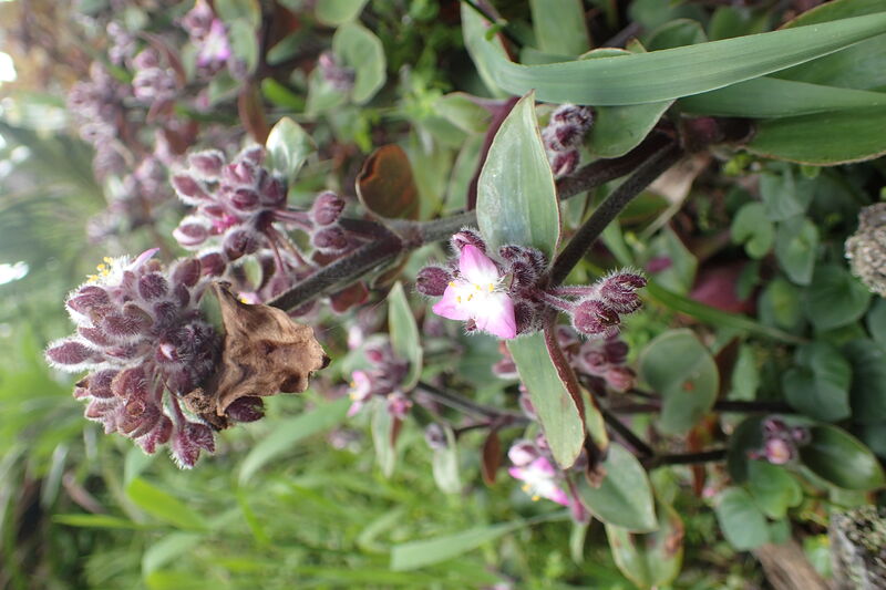 Tradescantia plant
