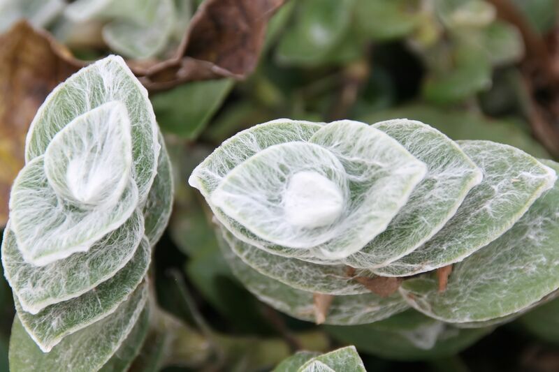 Tradescantia sillamontana plant