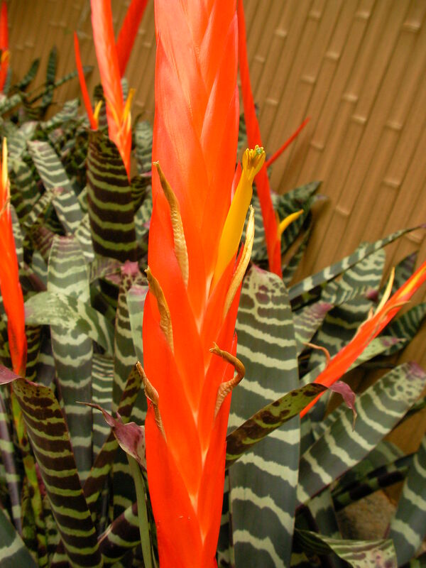 Vriesea plant